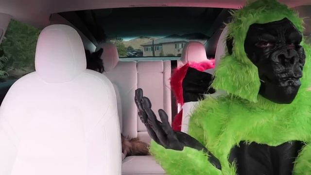 Funny Gorillas Surprise Kakoa with Car Ride Chases! смотреть онлайн