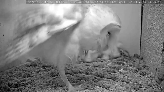 КОВТНУВ МИШУ. СИПУХА. РІТ-ВЕЛЛ. ЕБРО. ІСПАНІЯ 28-11-23-BARN OWL. RESERVA RIET VELL. DELTA EBRO SPAI