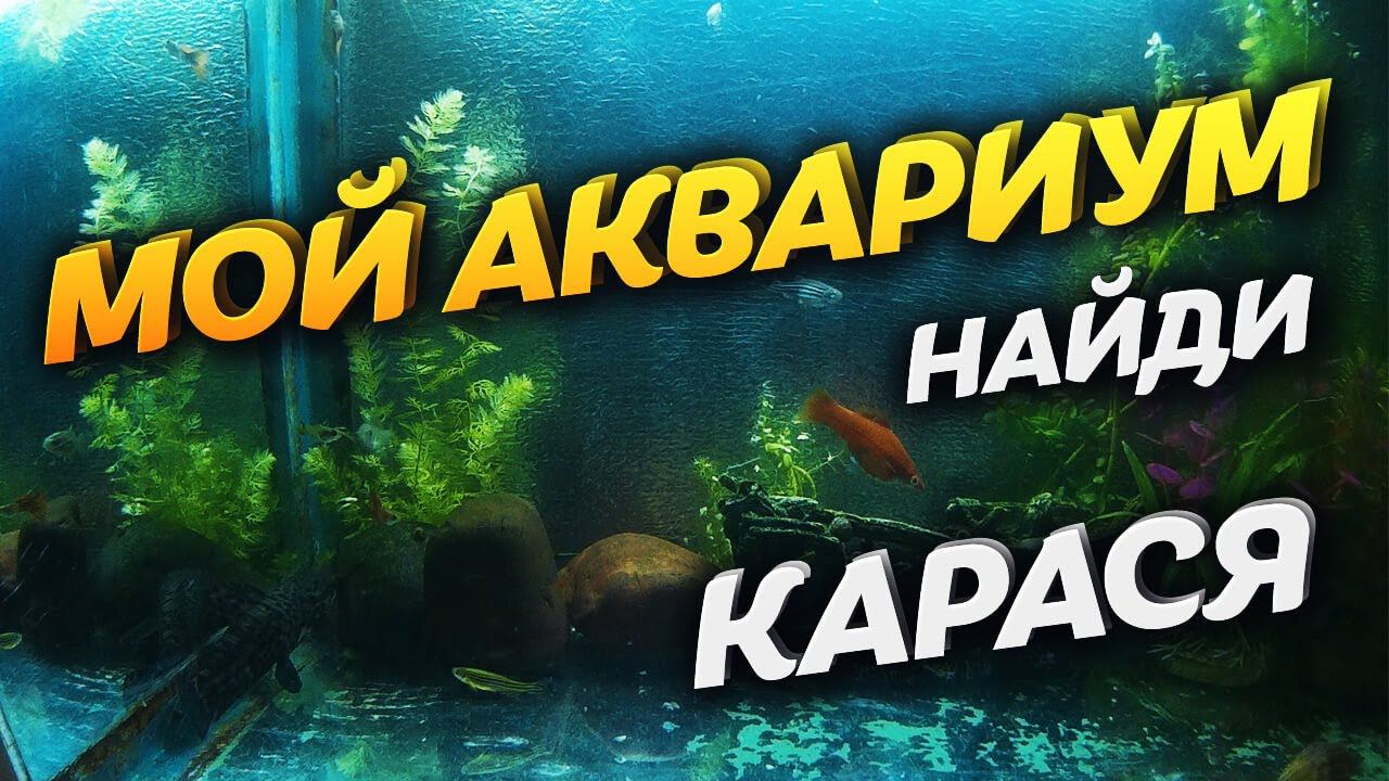 АКВАРИУМ на даче. Мой старый дачный аквариум. Video Trawl #019 смотреть онлайн
