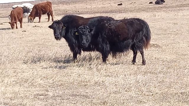 Яки в Балаганской степи (Унгинской долине). смотреть онлайн