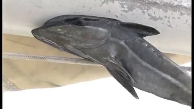 Рыба-прилипала не сдается смотреть онлайн