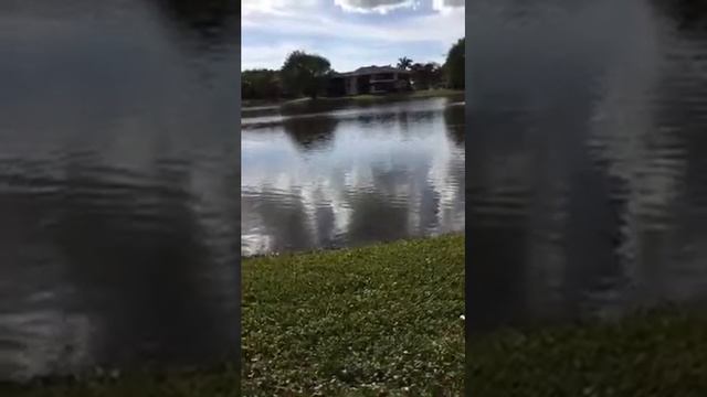 Ответы на вопросы. Как переехать и Жить в США Айтишнику