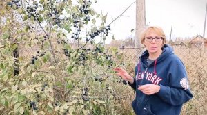 Сбор урожая тёрна