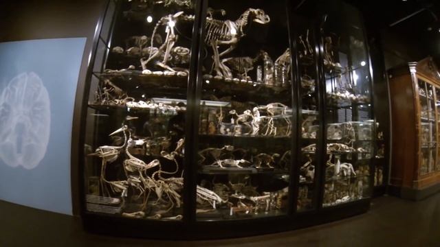 MUSEUM of GENETIC MUTATION in Amsterdam, Vrolik смотреть онлайн