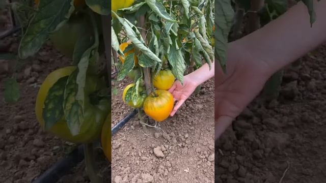 Медовый крупноплодный томат желтого цвета?Томат Желтое сердце | серия Вкуснотека смотреть онлайн