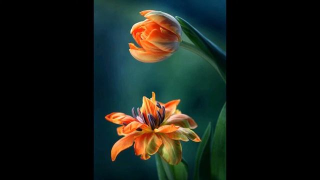 Марьям (р.а.) ( Дева Мария ) - Konularla İslamiyet смотреть онлайн