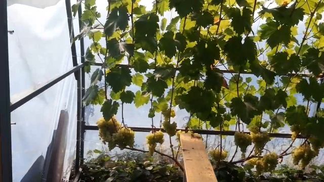 Кишмиш Цимус. Любимчик! смотреть онлайн