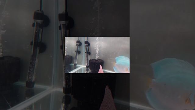 Это уже история...Выставка.Чемпионат. 2024