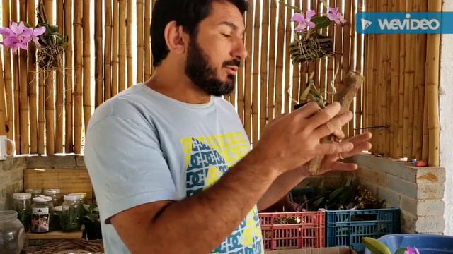 Plantio de Hoffmannseggella e Cattleya nobilior смотреть онлайн