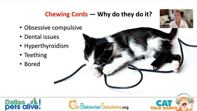 Webinar: Cat Destruction Issues смотреть онлайн