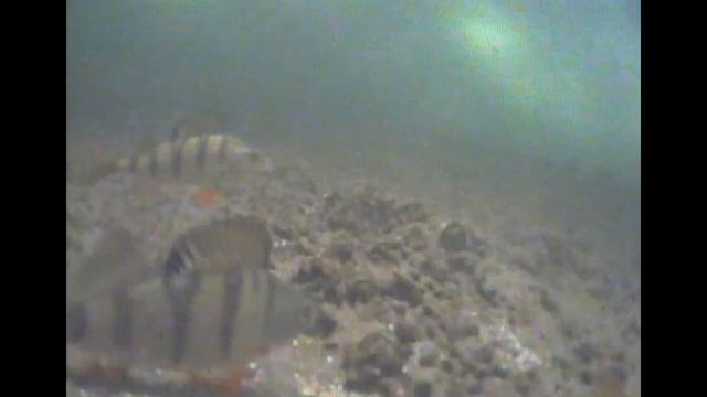 Белоярское водохранилище. Подводная съемка 14.03.2021. смотреть онлайн