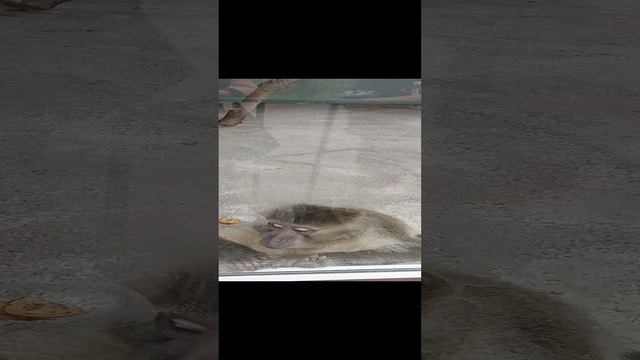 обезьянки смотреть онлайн