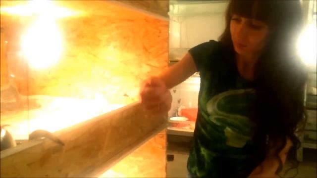 Высаживаем наших сетчатых питонов в новые террариумы!