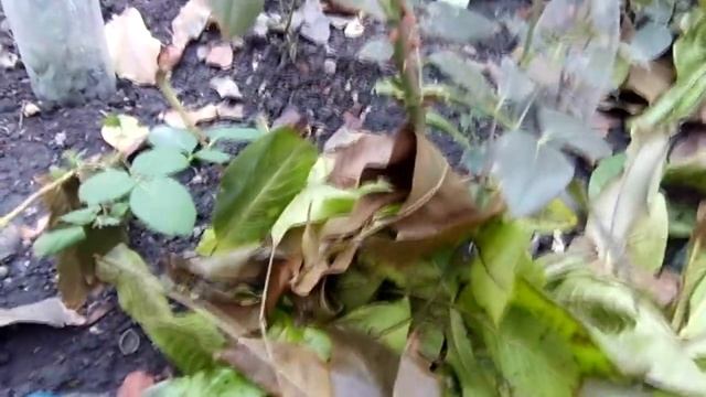 Как правильно укрыть розы что б сохранить их на зиму от мороза. Подготовка к зиме роз осенью. смотреть онлайн