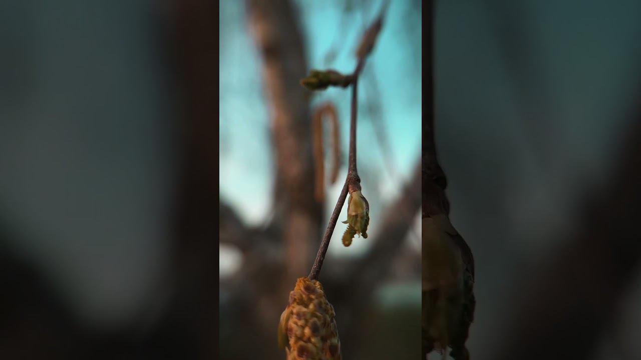 Родной город #кино смотреть онлайн