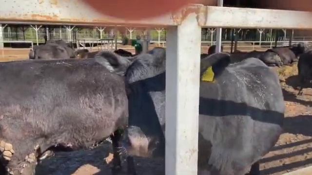 Чистопородные коровы абердин ангусской породы SD 480p смотреть онлайн