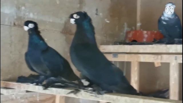 Вот Очень красивы черный голубь смотреть онлайн