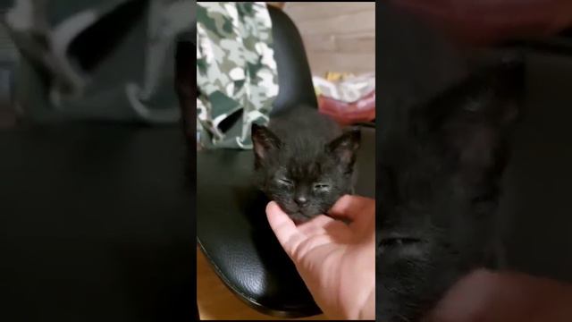 Котенок в добрые руки. Москва, МО. смотреть онлайн