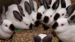 Можно ли давать пшеницу кроликам