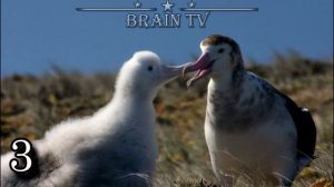 ТОП 5 самых необычных способов спаривания животных. 2 ЧАСТЬ. От BRAIN TV.