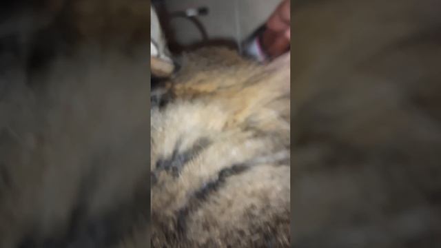 ? Быстрый ДВОЙНОЙ ужин кота д-121 Влажный корм для кошек смотреть онлайн