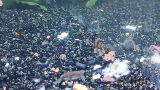 L-397 Красная зебра / Panaqolus / Панак смотреть онлайн