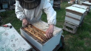 Вывод раннего трутня