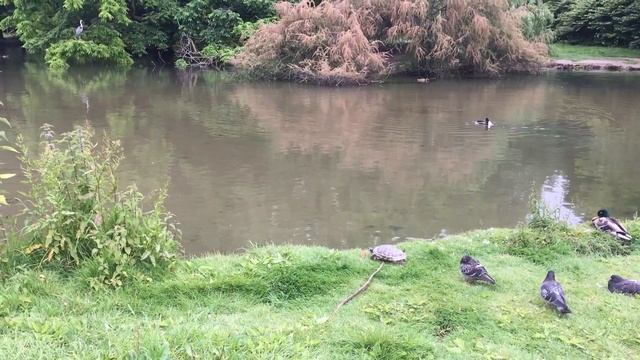 Милан. Что посмотрели за день. смотреть онлайн
