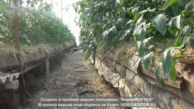 КАК ПРИБЛИЗИТЬ ВЕСНУ-КОРОБА В ТЕПЛИЦЕ смотреть онлайн