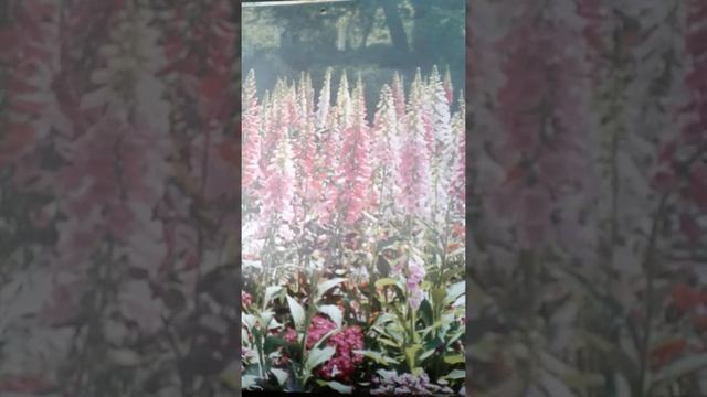 Прекрасные рецепты от псориаза. смотреть онлайн