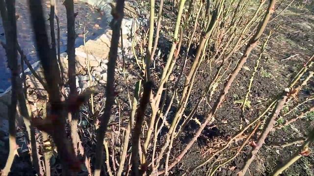 Шок.Розы распускают молодые листья в январе. смотреть онлайн