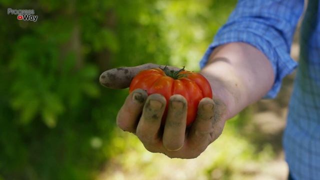 Помогаем "Томатам" В Августе От Болезней Завалят Урожаем. Боремся С Серой Гнилью, Фитофторой, Росой смотреть онлайн