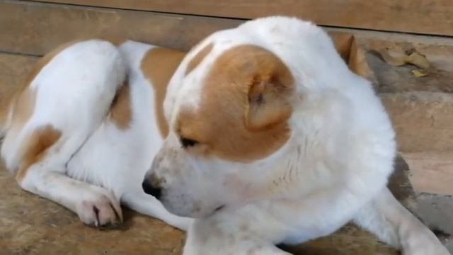 Лечение хомячка. смотреть онлайн