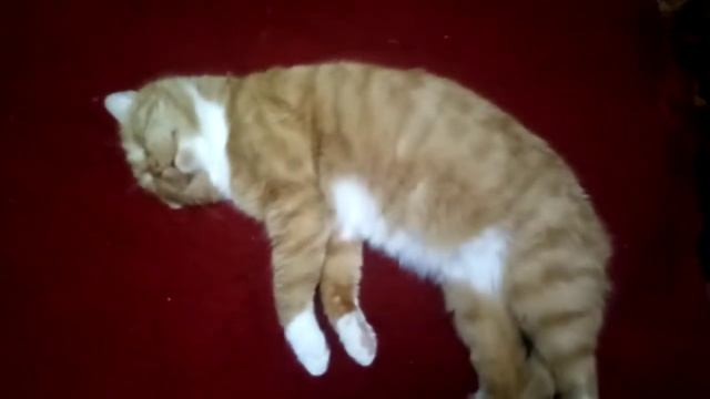 Коту что-то снится)) ? смотреть онлайн