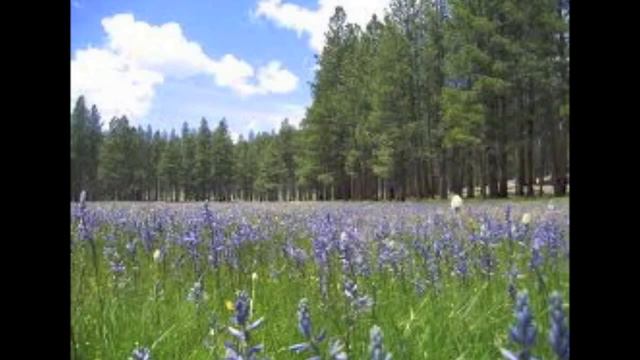 Johann Sebastian Bach - Sonata No. 3 in A Major - BWV 1032 - Flute and Obligato смотреть онлайн