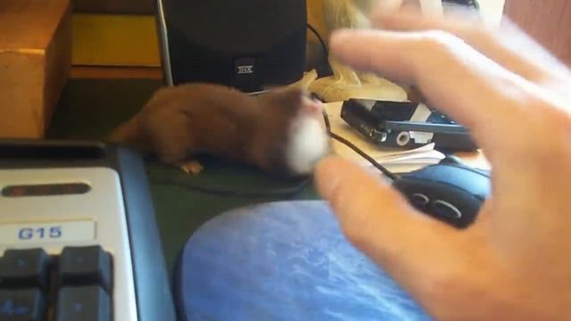 Ozzy The Adorable Desk Weasel.