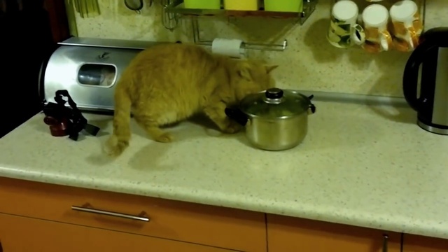 Хитрый кот Рыжик и операция 'Кастрюля' смотреть онлайн