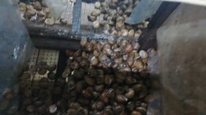 Репродукция улиток Мюллер |  С чего начать сезон? | Ферма улиток Снэйлсэко