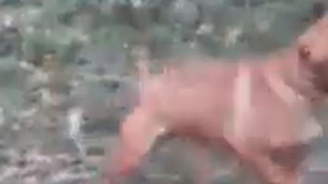 Pitbull/Питтбуль...мощный зверюга!)) смотреть онлайн