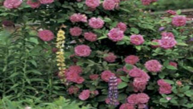 rose zephirine drouhin смотреть онлайн