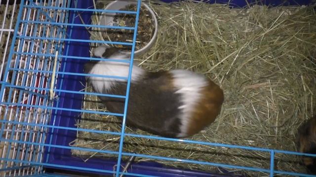 Эксперимент. Подселение морской свинки. Почему пищат морские свинки? смотреть онлайн