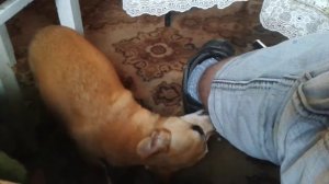 Собака ногу лизака