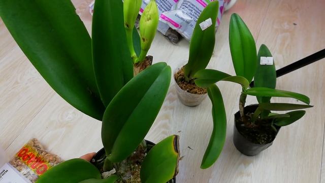 Орхидеи. Ура приехали мои Каттлеи. Покупала в группе HAPPY ORCHID. Спасибо большое. смотреть онлайн