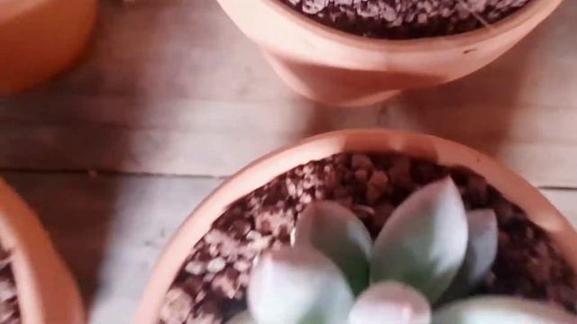 Re-potting These Cuties 🥰🥰🥰 From RJR Cactus And Succulents