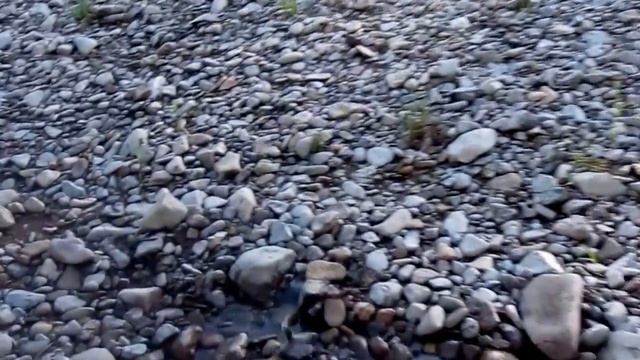 Рыбалка на Пеструшку на реке Зеркальная, начало лета 2016 г. смотреть онлайн