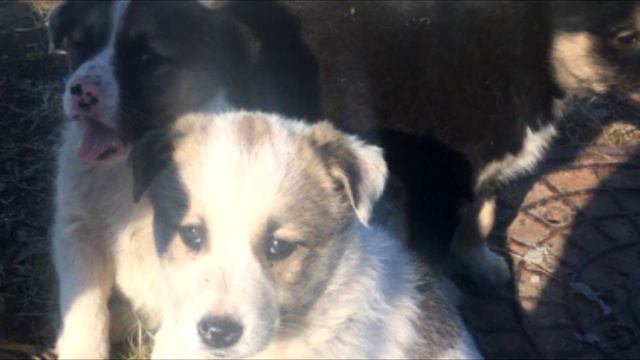 Щенята хотели жить, как и раньше, но хозяин лишил их этой возможности! смотреть онлайн