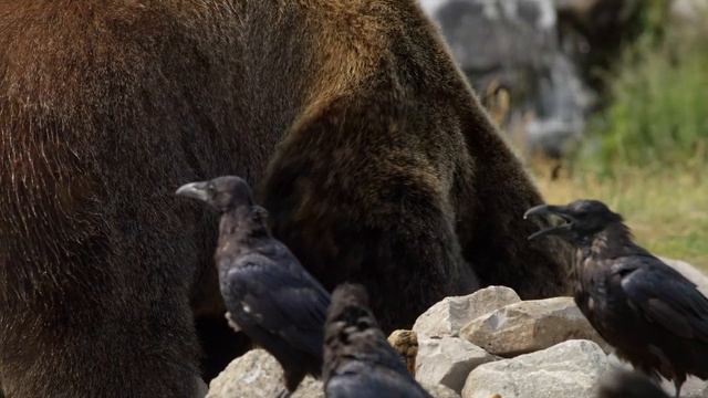 WILD WORLD in 8K ULTRA HD - Wildlife and Animals with Real Nature Sounds смотреть онлайн