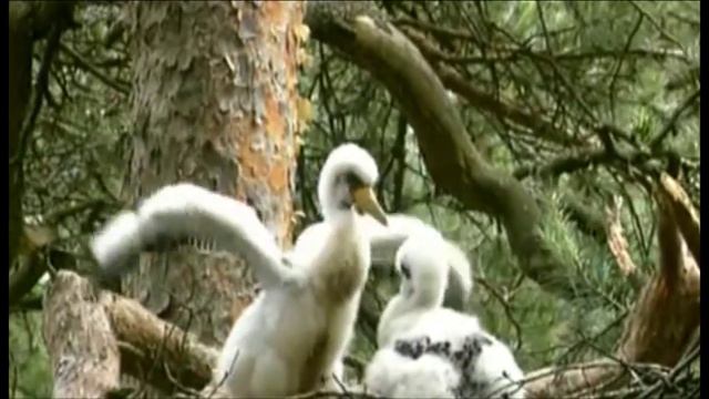 аисты ролик смотреть онлайн