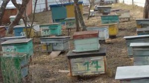 Весенняя подкормка пчёл мёдом в пакетах.