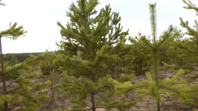 ВЕСНА - ПЕРВОЦВЕТЫ. АПРЕЛЬ, природа только, только проснулась... смотреть онлайн